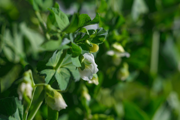 Flowering peas on the Bush. Beautiful green pea flower