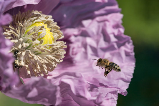 Binen im lila Mohn