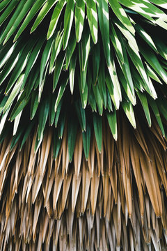 Sugar palm leaf