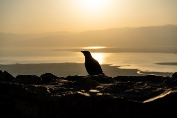 Birds during sunrise from the top of Mount Masada in Israel near the Jordan border. Location of ancient Roman Israeli War, ending in mass suicide.