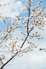 Beautiful flowering apricot tree in spring time