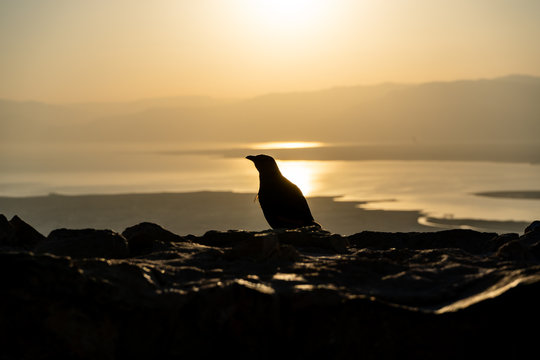 Birds during sunrise from the top of Mount Masada in Israel near the Jordan border. Location of ancient Roman Israeli War, ending in mass suicide.