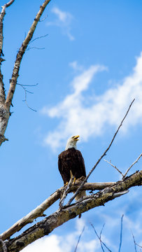 Eagle screeching in a tree