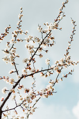 Beautiful flowering apricot tree in spring time