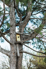 Birdhouse on a pine tree at springtime.