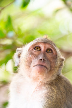 close up of one wild monkey portrait