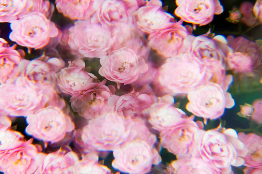 Pale pink rose bush photographed through a prism filter