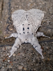 Night moth