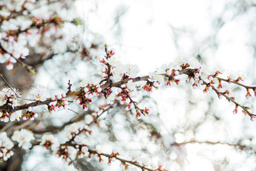 Beautiful flowering apricot tree in spring time
