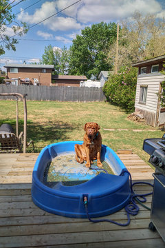 Dog in swimming pool with no water
