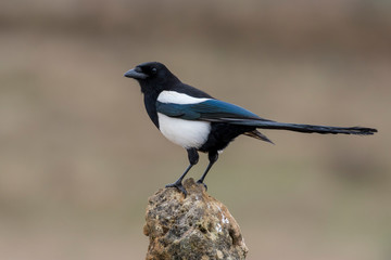 Common magpie, itches itches in its natural environment.