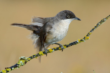 Fototapeta premium Western Orphean warbler (Sylvia hortensis), in its natural environment.