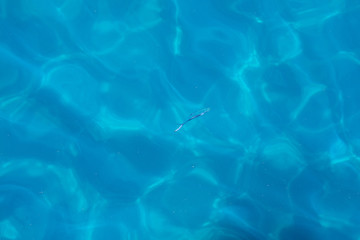 Water Blue Reflection and Fishes