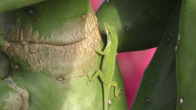 The northern green anole on a cactus in Florida