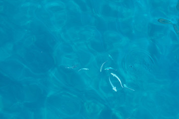 Naklejka premium Water Blue Reflection and Fishes