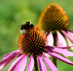 Sonnenhut - Echinacea mit Hummel