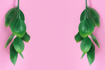 Naklejka premium Green leaves on a pink background. Stylish trendy nature background. Minimal background concept with leaves, copy space
