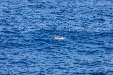 dolphin swimming in the blue ocean in Tenerife,Spain