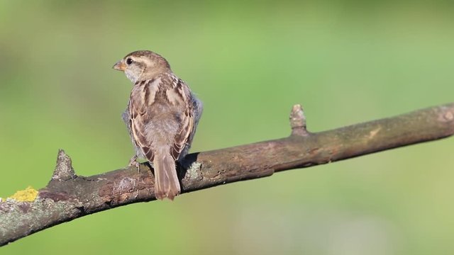 sparrow shakes off feathers and flies away from the branch