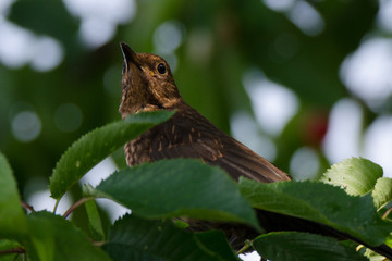 Weibliche Amsel auf einem Kirschbaum