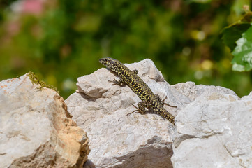 Common Lizard with black and yellow pattern on a rock
