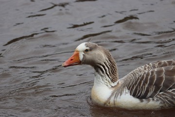 Fototapeta premium Goose in water
