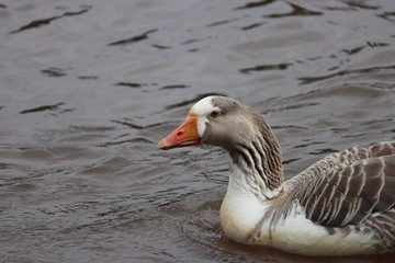 Goose in water