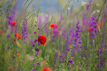 Beautiful summer meadow nature. Spring and summer flowers under blue sky and sunlight near Shemakha, Azerbaijan