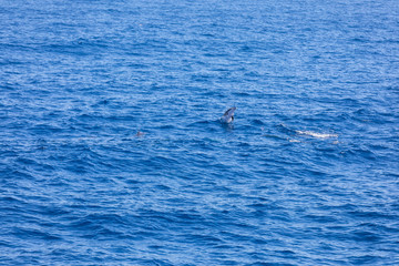 Fototapeta premium dolphin swimming in the blue ocean in Tenerife,Spain