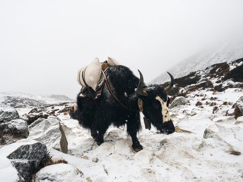 Grunting ox carrying equipment in mountains