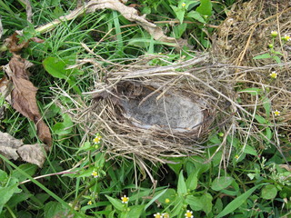 a nest for birds made of grass and wool. make a home for the Chicks.