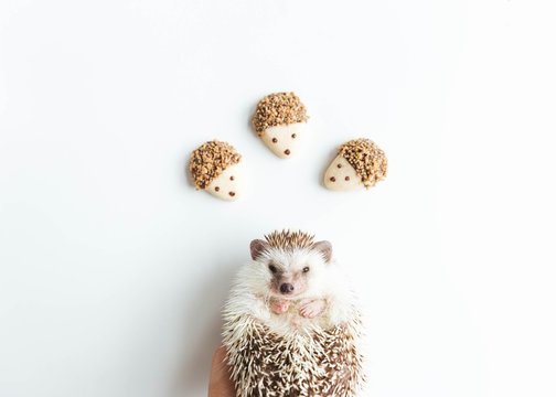 Pecan and dark chocolate covered cookies with hedgehog
