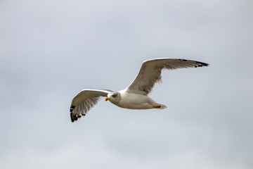 seagull in flight