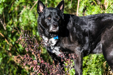 Black Lab Named Dudley