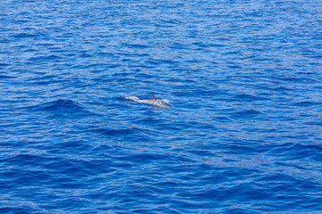 Fototapeta premium dolphin swimming in the blue ocean in Tenerife,Spain