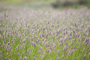 Obraz premium Grass in field at summer background or texture. Natural, grape. Grass in field at summer background or texture near Shemakha, Azerbaijan.