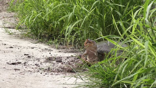 Large softshell turtle walks in Florida wetlands