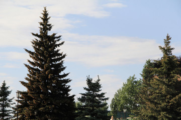 beautiful blue fir trees in the Park