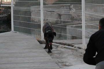 chien et son maitre à la pêche