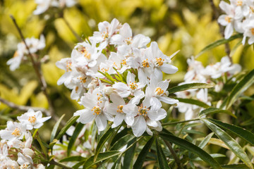 White mexican orange blossom flowers in a garden during spring