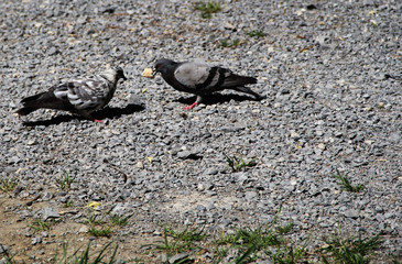 Obraz premium the battle for bread, the dove vs pigeon