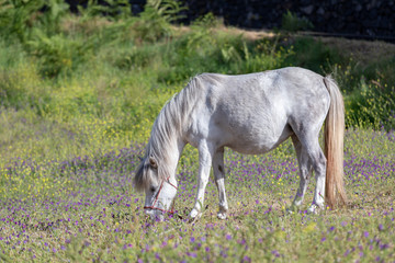 Thoroughbred arabian grey horse grazing fresh green grass