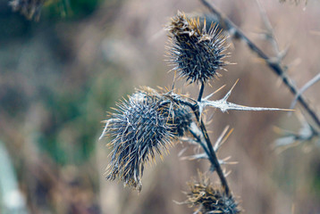 Autumn picture of dry thistle flower             