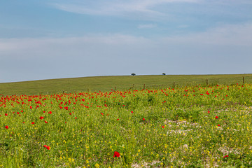 Vibrant red poppies in the Sussex countryside, on a sunny summers day