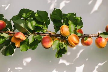 Close-up photographed branch with ripe apricots on it.