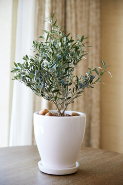 Olive tree in planter