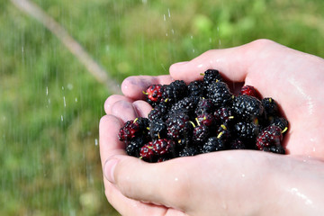 Mulberry harvest in hands under the stream of water, in the garden on a summer sunny day.