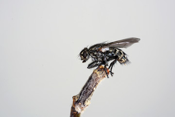 Housefly photographed several times