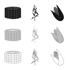 Vector design of cornfield and vegetable sign. Collection of cornfield and vegetarian stock vector illustration.