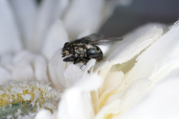 Housefly photographed several times and put the sharp parts together 